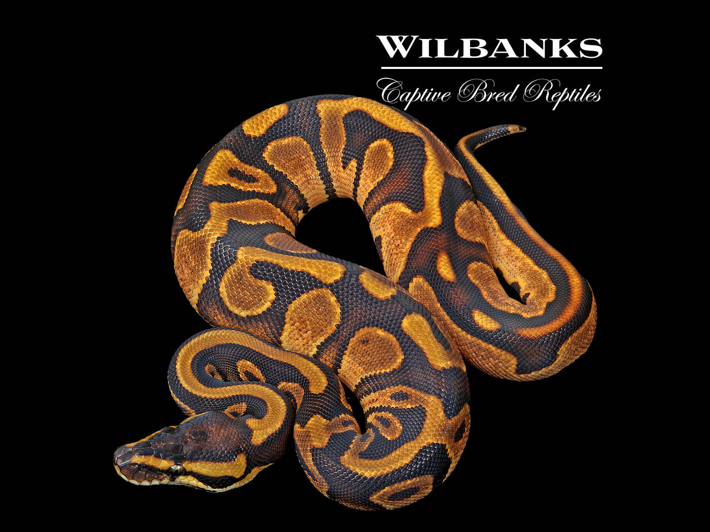 Enchi Leopard Sugar Ball Python ♀ '25