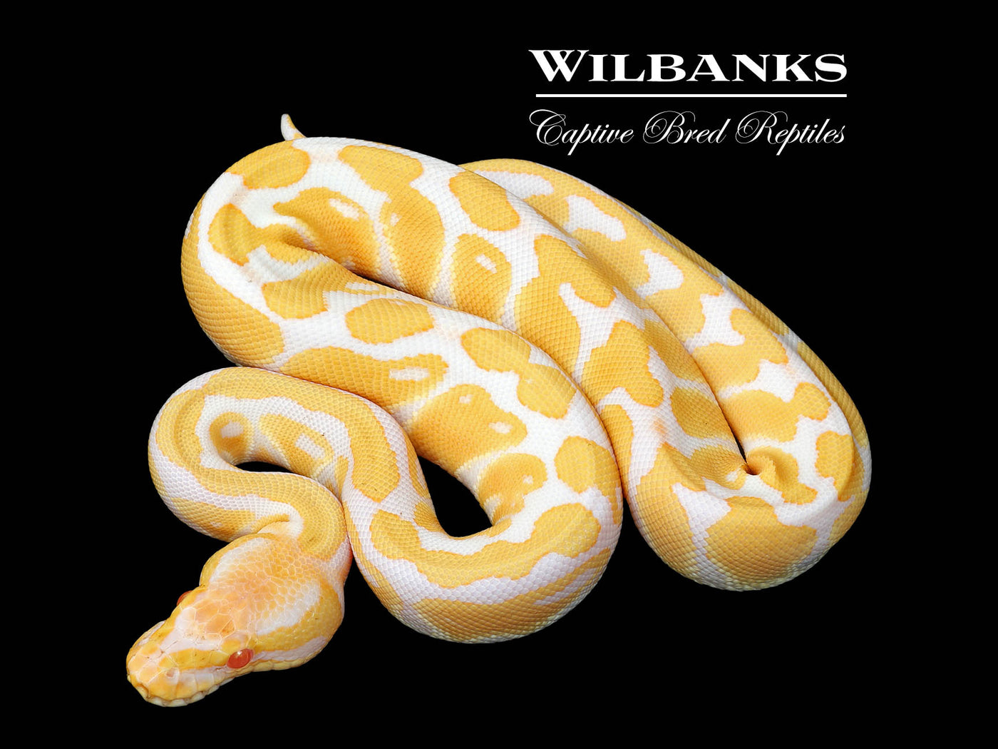 Albino 100% Het. Clown Ball Python ♀ '25
