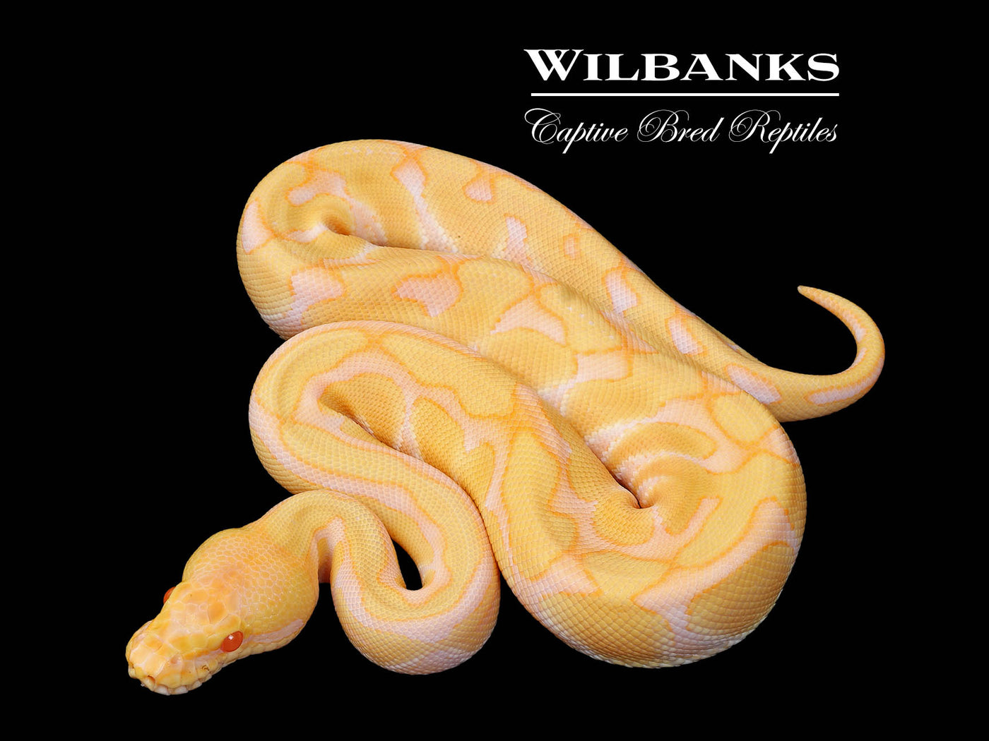 Albino Enchi 100% Het. Clown Ball Python ♂ '25