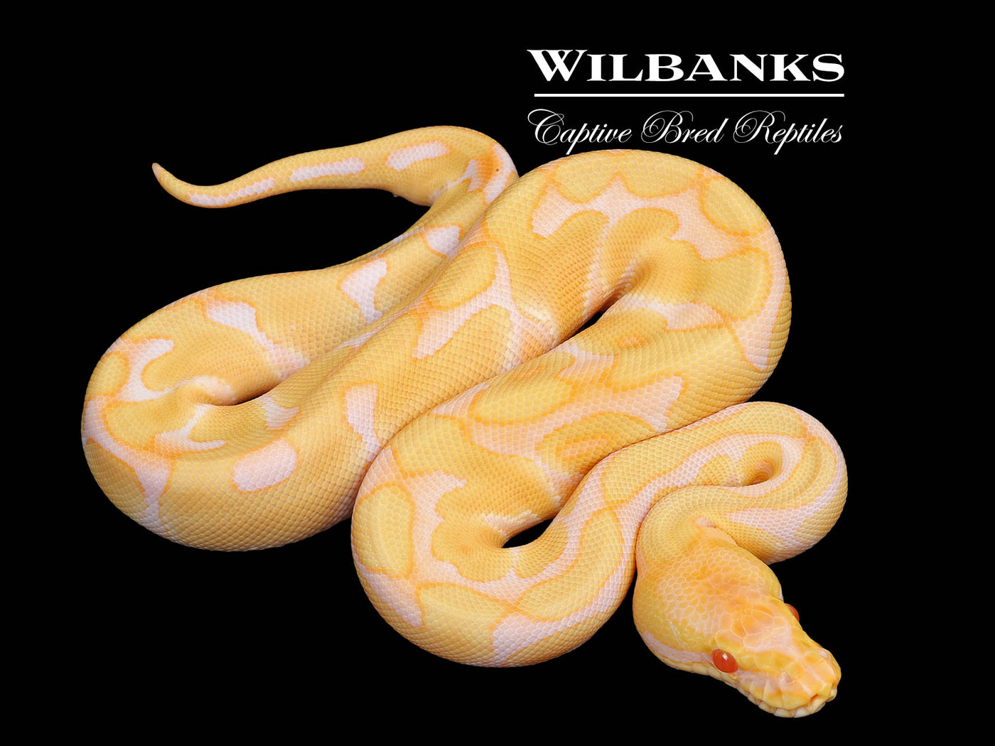 Albino Enchi 100% Het. Clown Ball Python ♂ '25