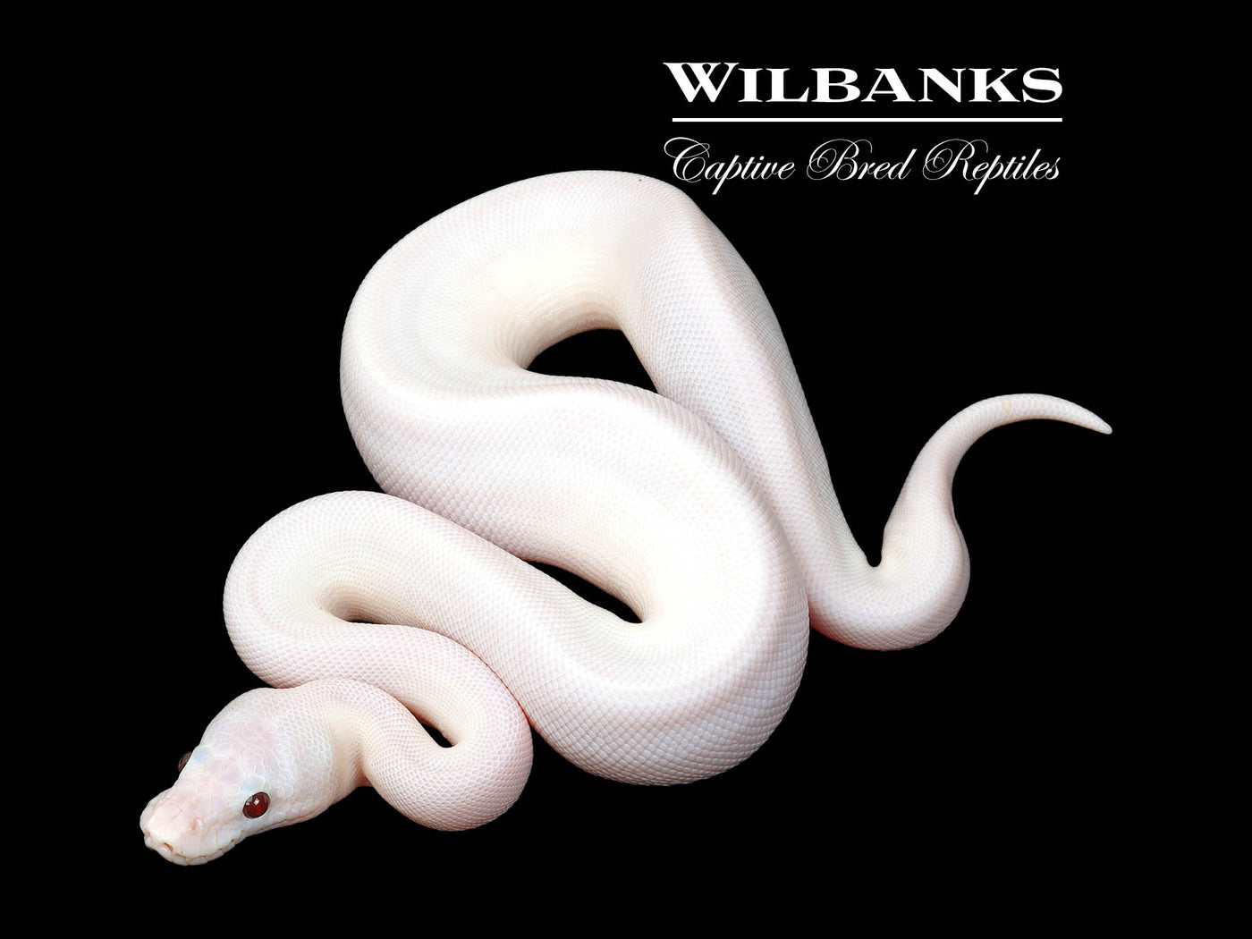 Banana Super Fire Ball Python ♂ '25