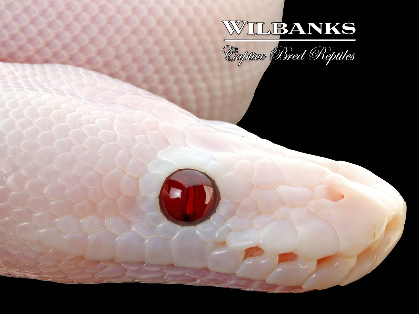 Banana Super Fire Ball Python ♂ '25