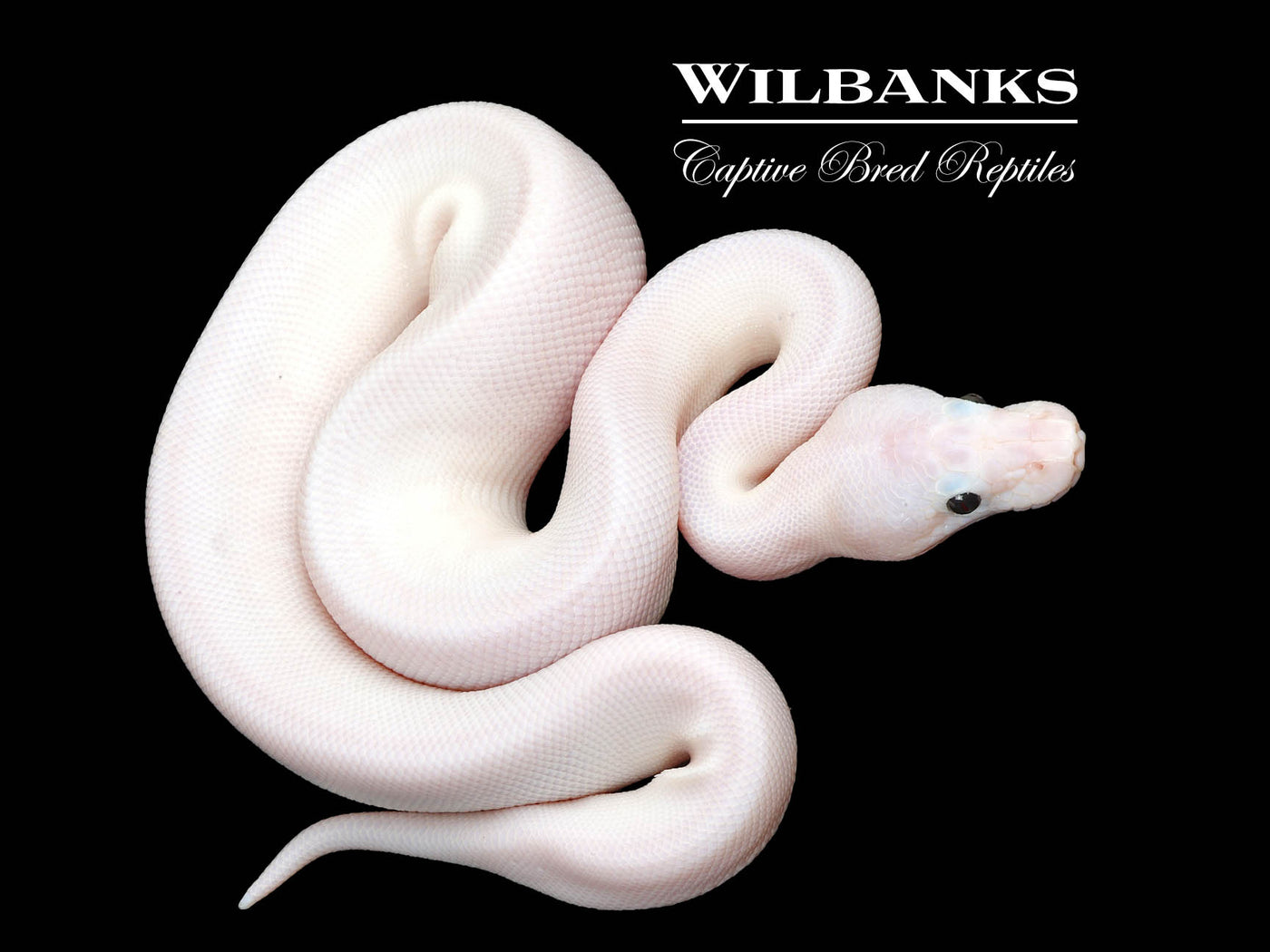 Super Fire Ball Python ♂ '25