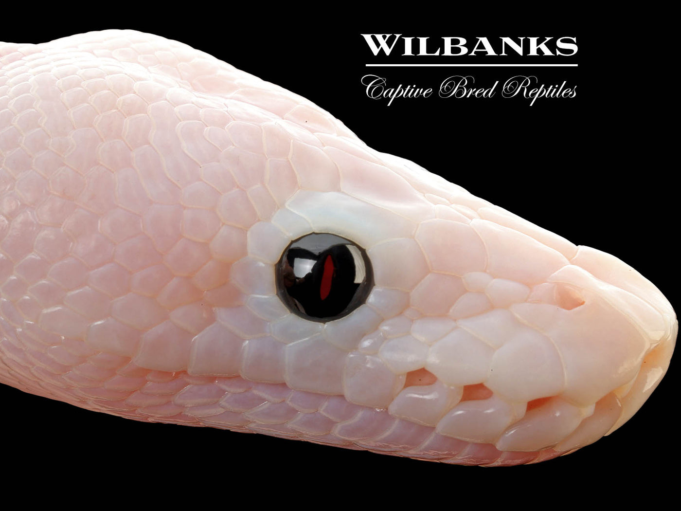Super Fire Ball Python ♂ '25