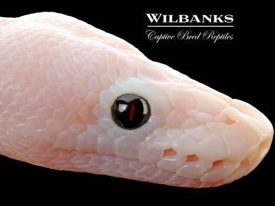 Super Fire Ball Python ♂ '25
