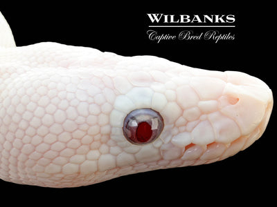 Banana Blue Eyed Leucistic (Mojave Butter) Ball Python ♂ '25