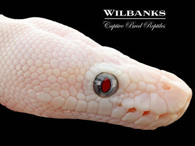 Blue Eyed Leucistic (Mojave Butter) Ball Python ♀ '25