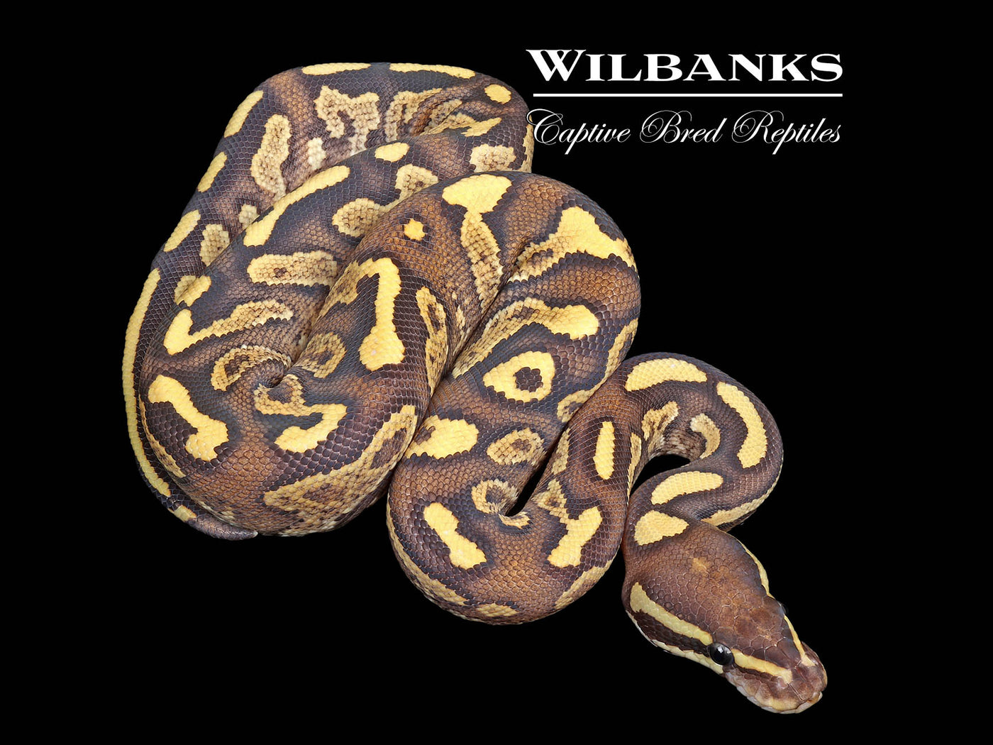 Fire Phantom Yellow Belly Ball Python ♀ '25