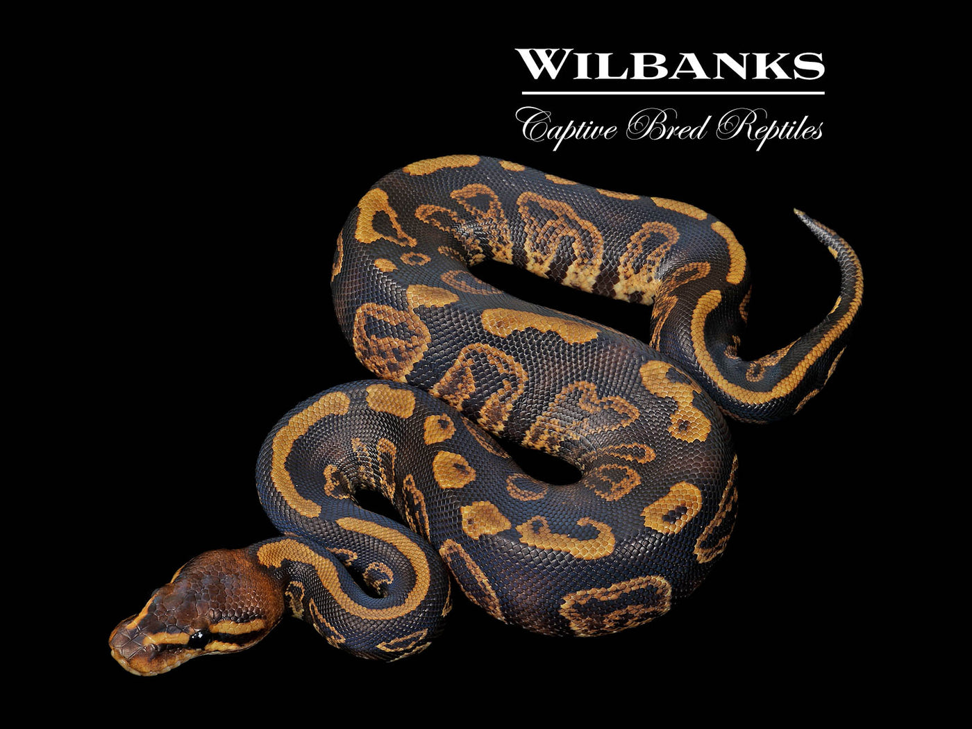 Mahogany Sable Ball Python ♂ '25