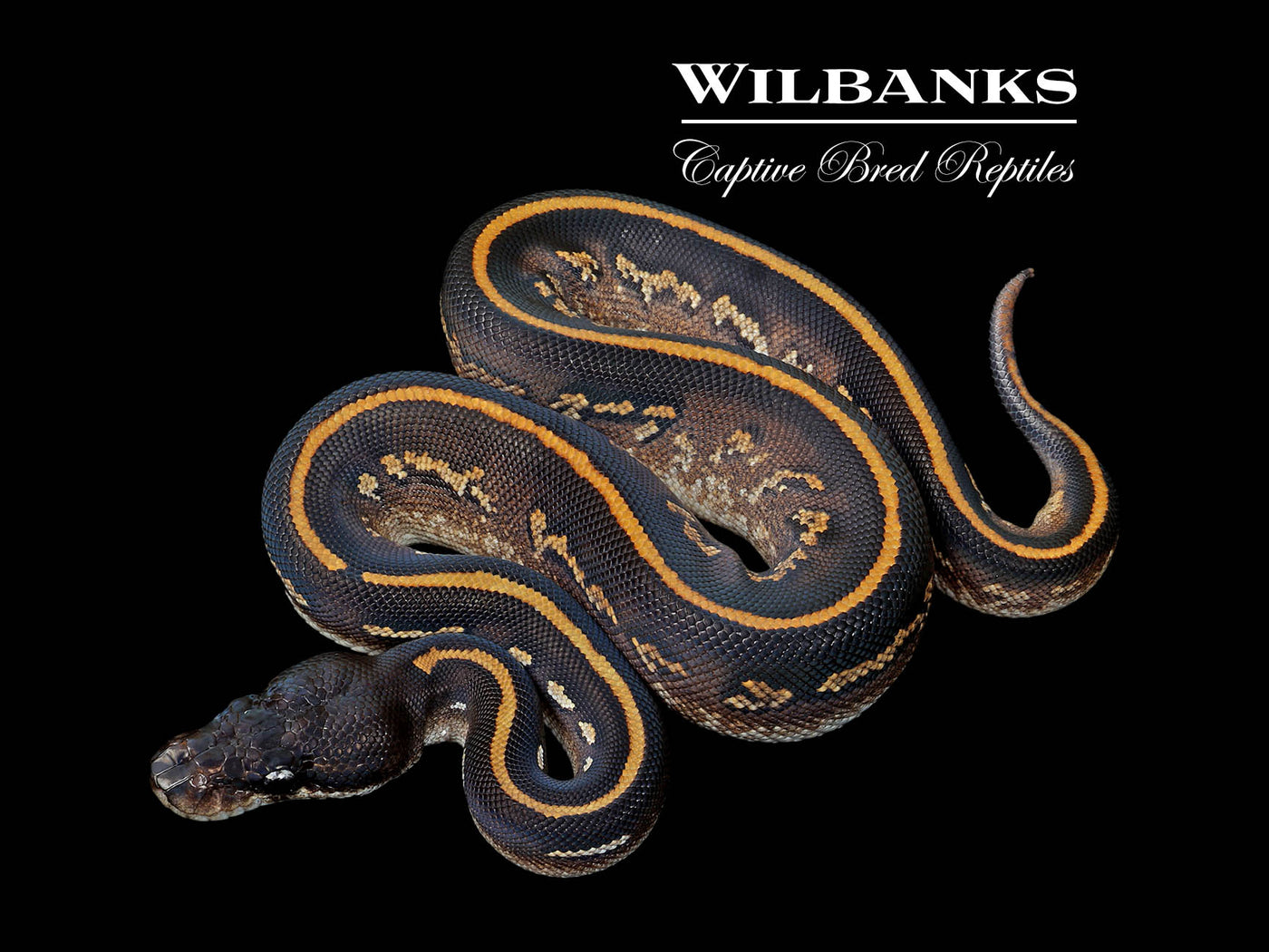 Blackhead Mahogany Mystic Ball Python ♂ '25