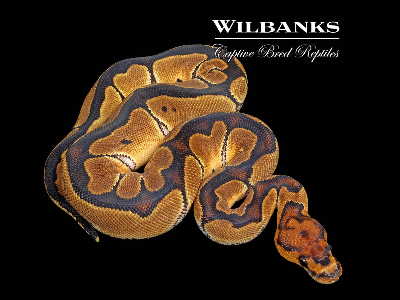 Blade Clown Ball Python ♀ '25