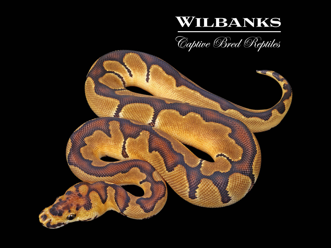 Enchi Clown Ball Python ♂ '25