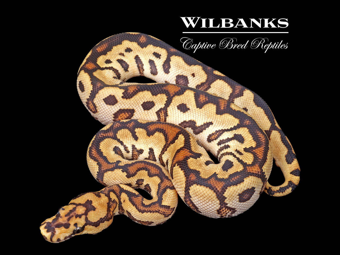 Red Stripe Fire Spotnose Clown Ball Python ♂ '25