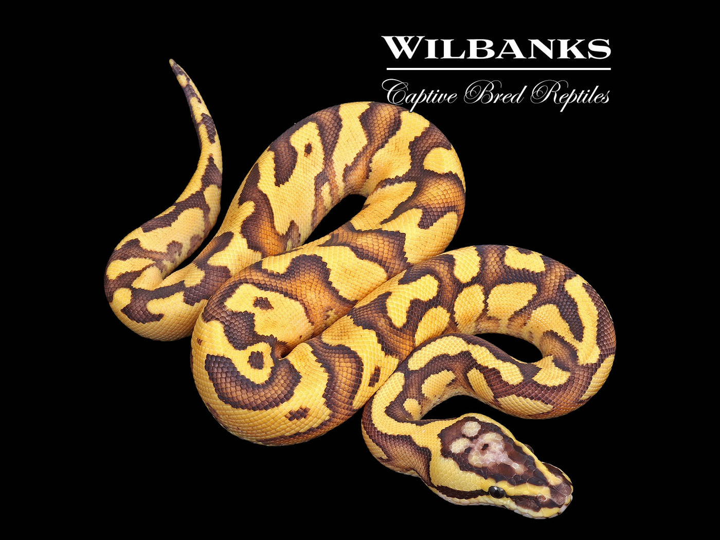 Enchi Pastel Yellow Belly 100% Het. Hypo Ball Python ♂ '25