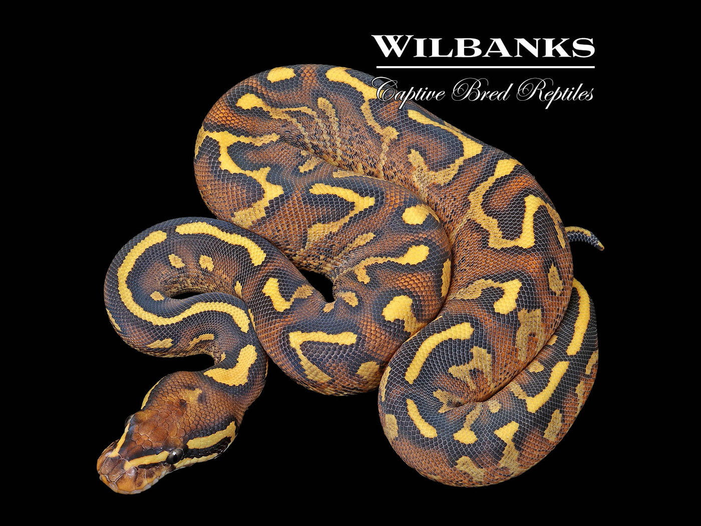 Super Gravel Ball Python ♀ '25