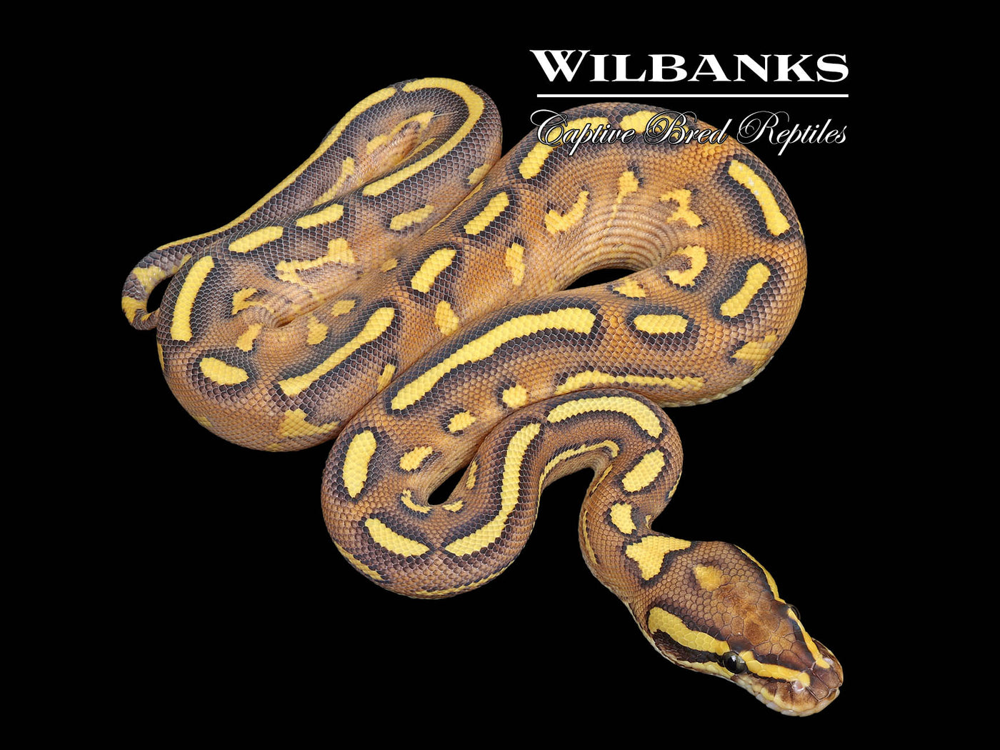 Butter Super Gravel Ball Python ♂ '25