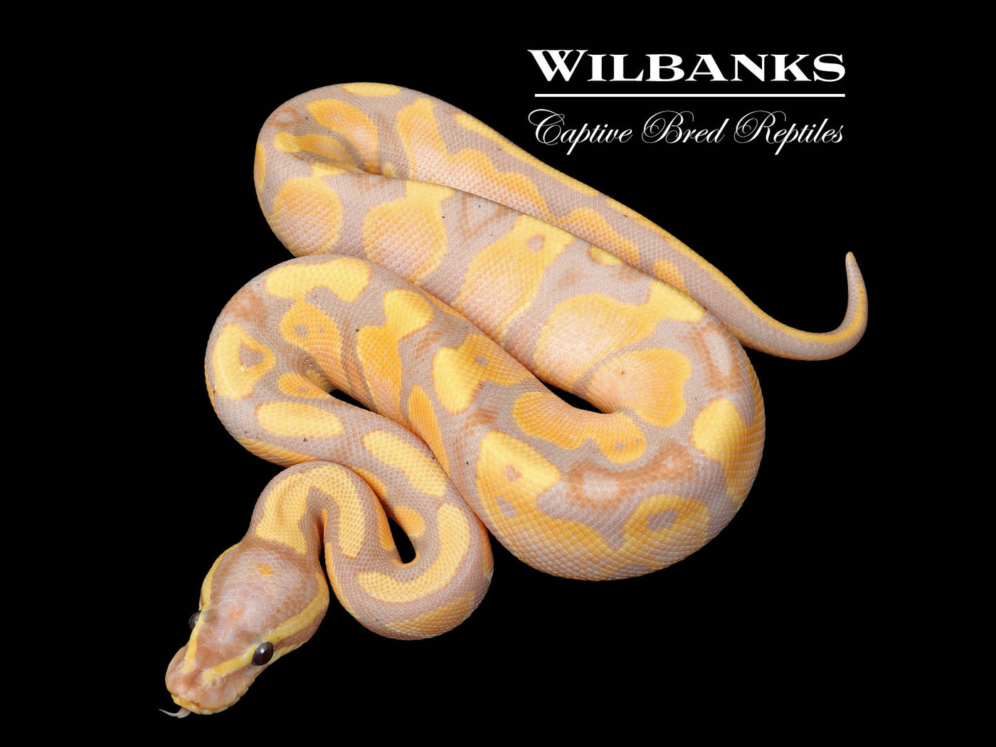 Banana 100% Het. Pied Ball Python ♂ '25