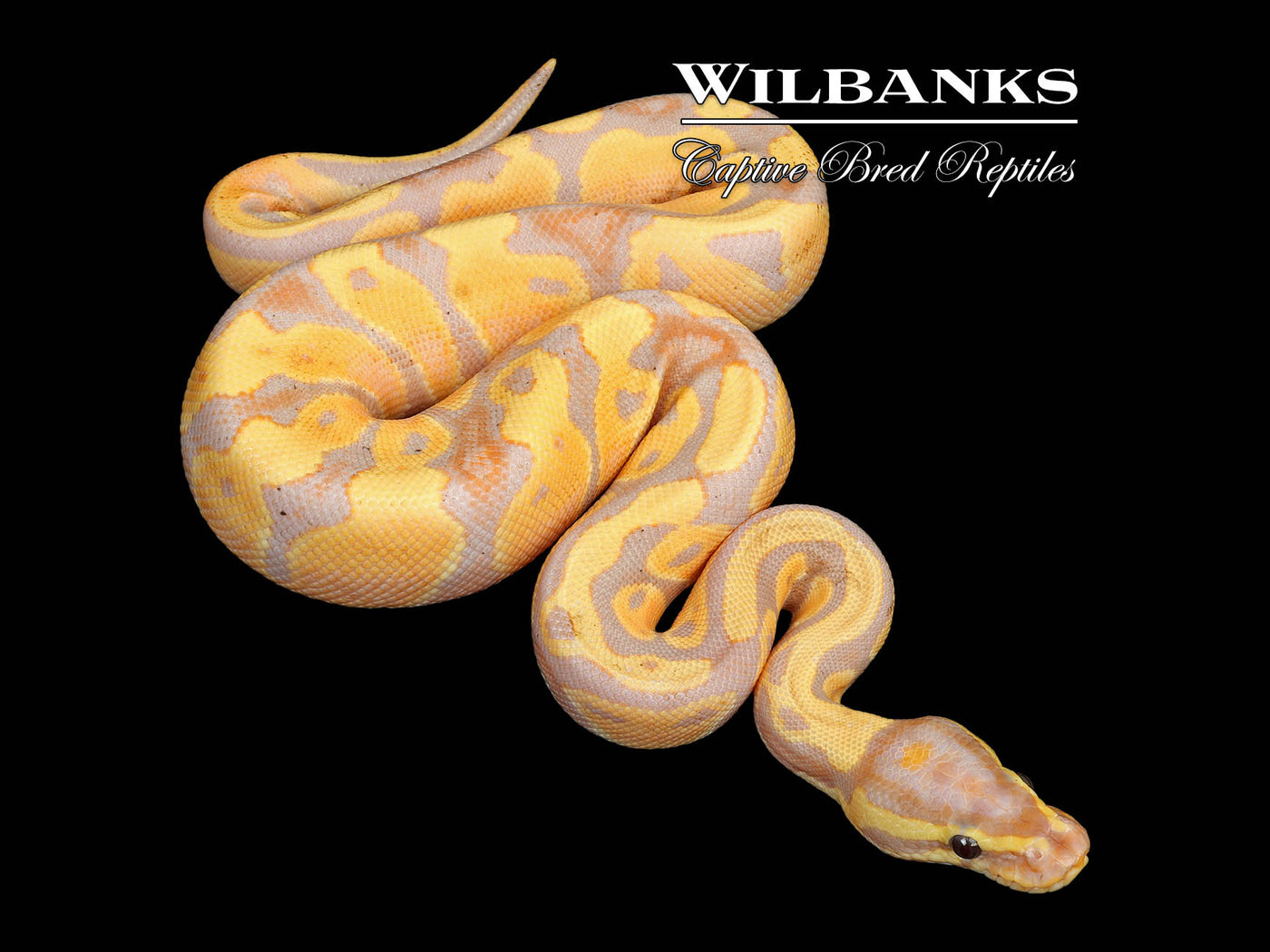 Banana 100% Het. Pied Ball Python ♂ '25