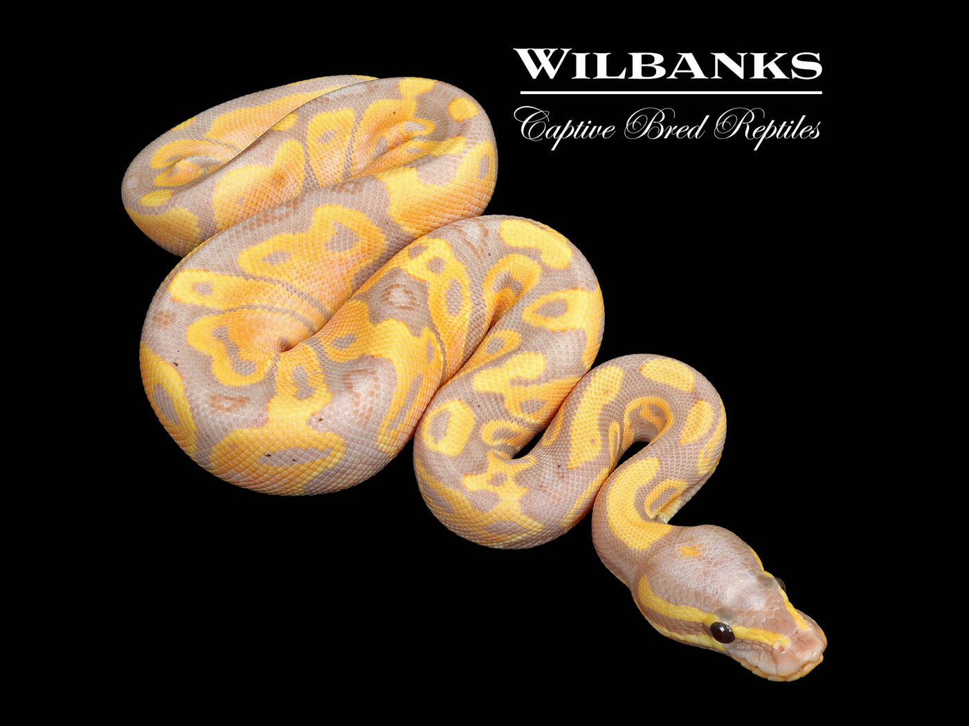 Banana 100% Het. Pied Ball Python ♂ '25
