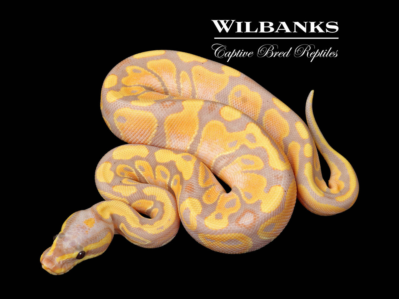 Banana 100% Het. Pied Ball Python ♀ '25