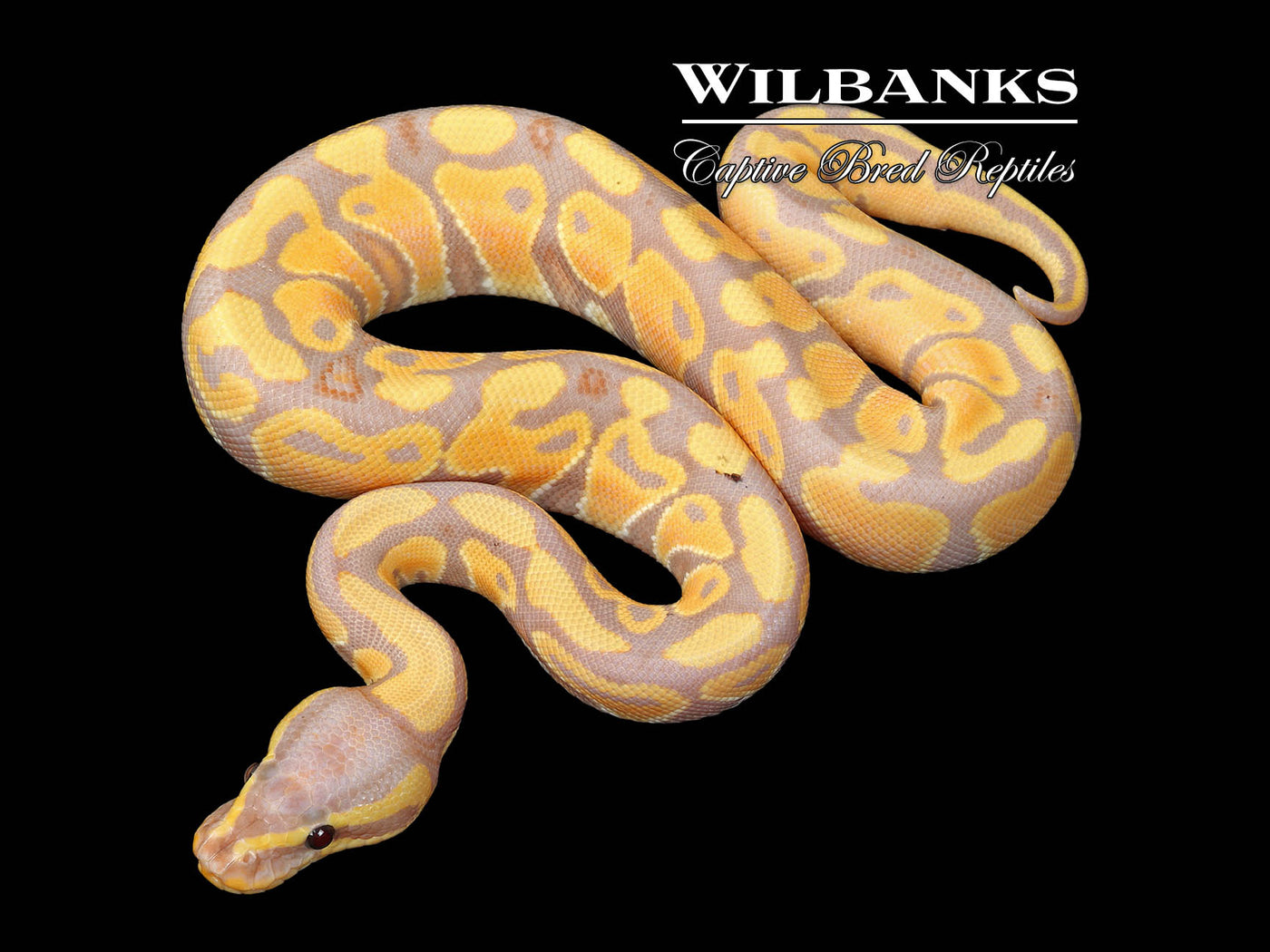 Banana 100% Het. Clown Ball Python ♂ '25