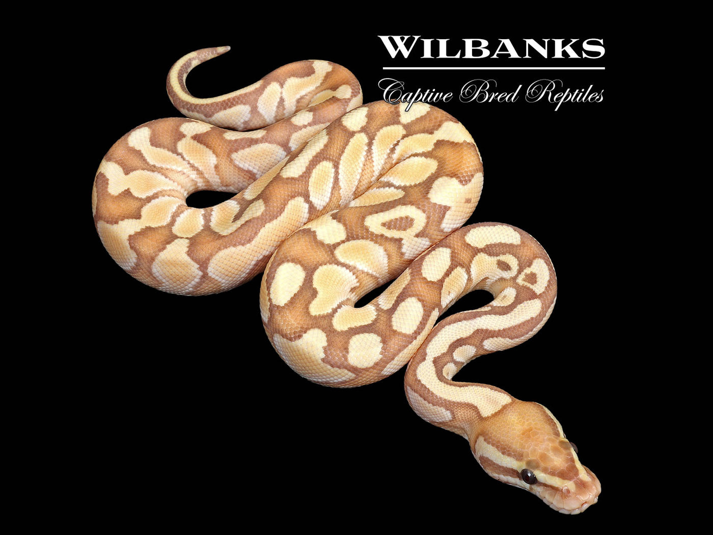 Banana Butter Ball Python ♂ '25