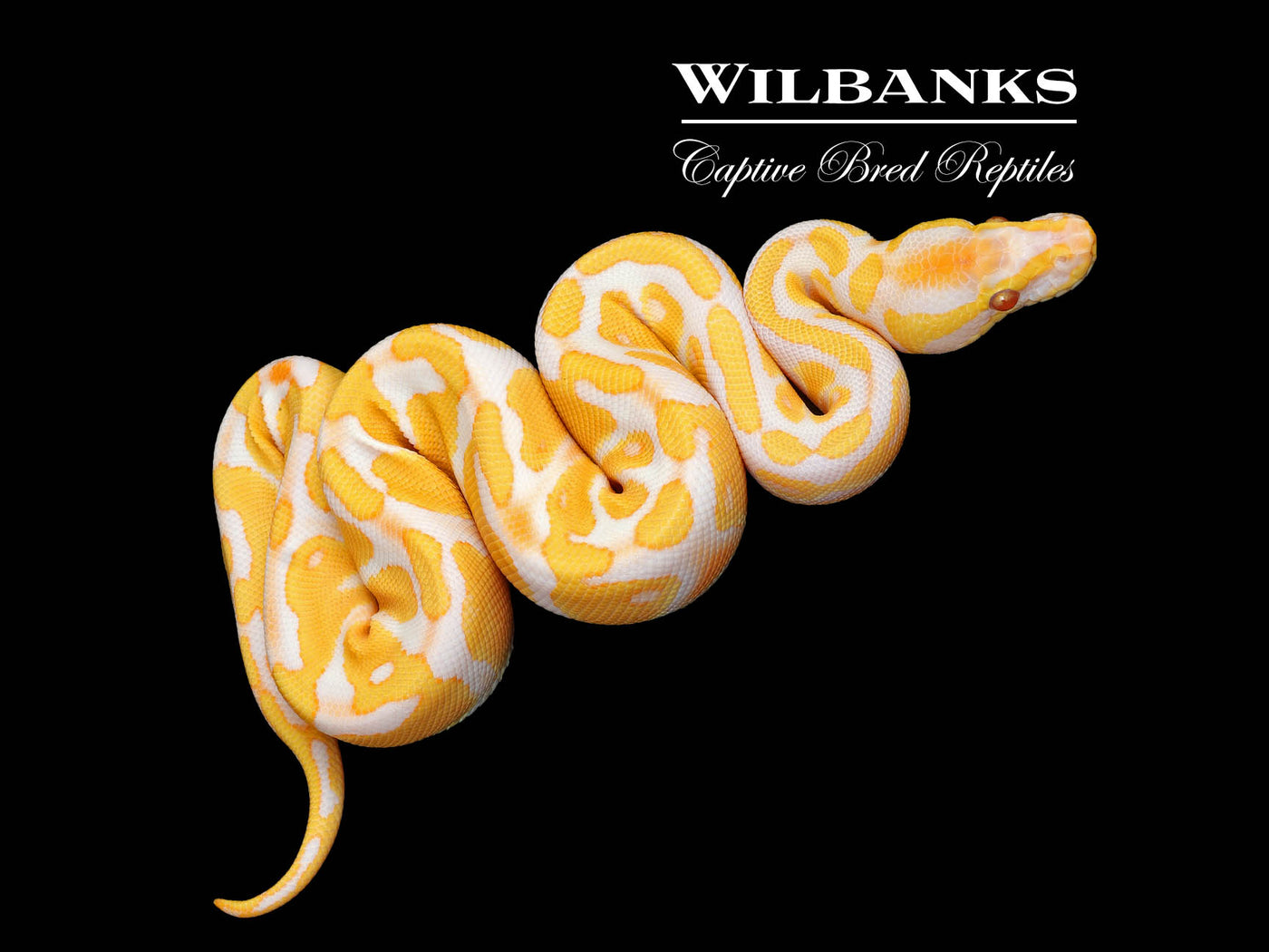 Lavender Albino PDH Clown Pied Ball Python ♂ '25