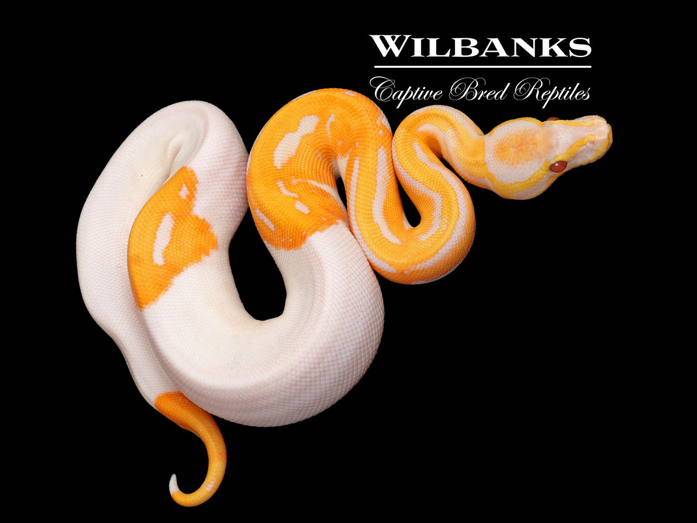 Dreamsicle Lavender Pied Ball Python ♀ '25