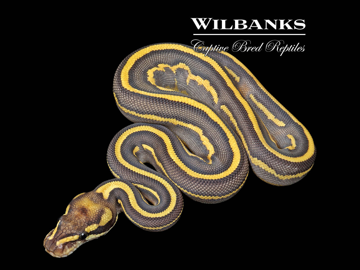 Butter Super Gravel Leopard Ball Python ♀ '25