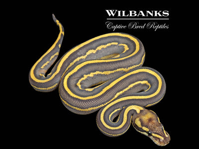 Butter Super Gravel Leopard Ball Python ♀ '25