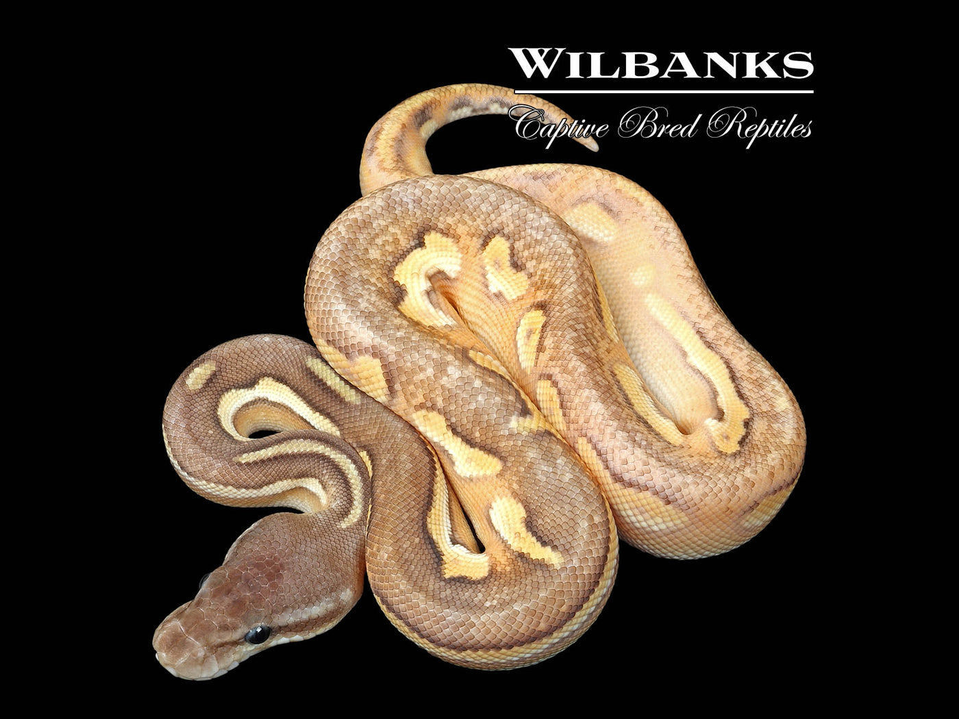 Blackhead Fire Cinnamon Mojave Enchi Ball Python ♂ '25