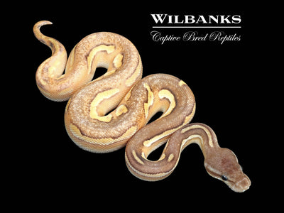 Blackhead Fire Cinnamon Mojave Enchi Ball Python ♂ '25