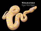Banana Yellow Belly Ball Python ♂ '26