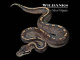 GHI Cinnamon Ball Python ♀ '26