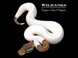 Black Pastel Pied Ball Python ♂ '26
