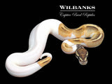 Phantom Pied Ball Python ♂ '26