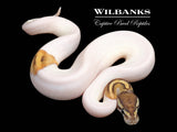 Phantom Pied Ball Python ♂ '26