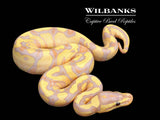 Banana Fire Yellow Belly Ball Python ♀ '26