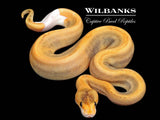 Cinnamon Champagne Ball Python ♀ '26