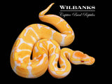 Lavender Albino Enchi Ball Python ♂ '26
