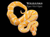 Lavender Albino Enchi Ball Python ♂ '26