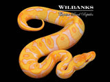 Lavender Leopard Enchi Ball Python ♀ '26