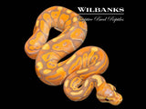 Banana Cinnamon Enchi Ball Python ♂ '26