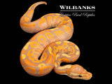 Banana Cinnamon Enchi Ball Python ♀ '26
