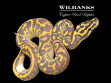 Pastel Enchi Leopard Highway Ball Python ♂ '26