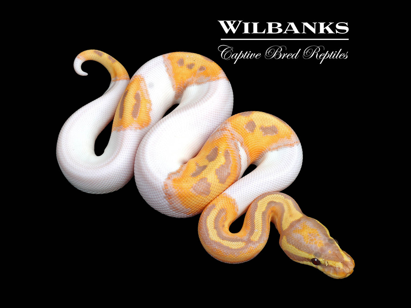 Banana Pied Ball Python ♂ '25