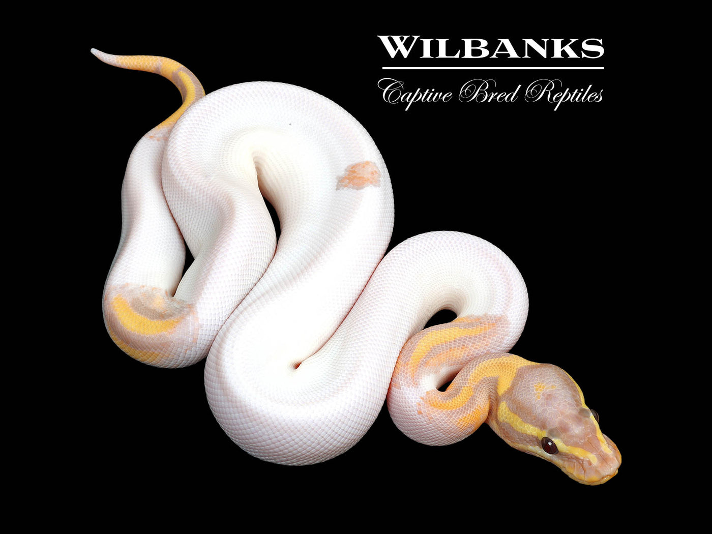 Banana Pied Ball Python ♂ '25