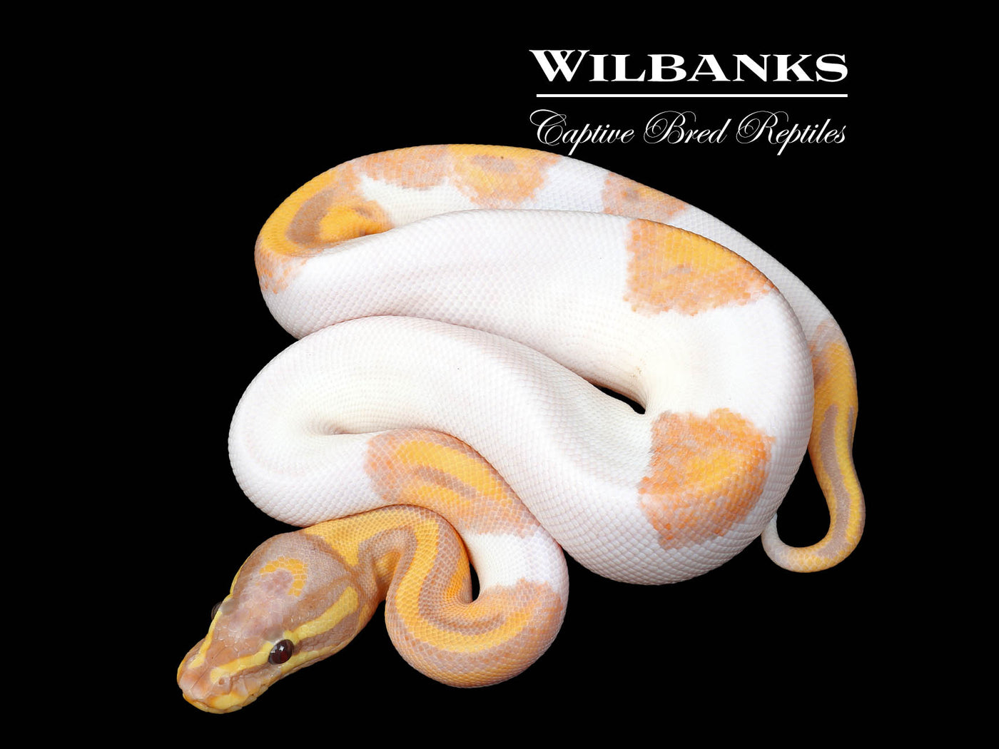 Banana Pied Ball Python ♂ '25