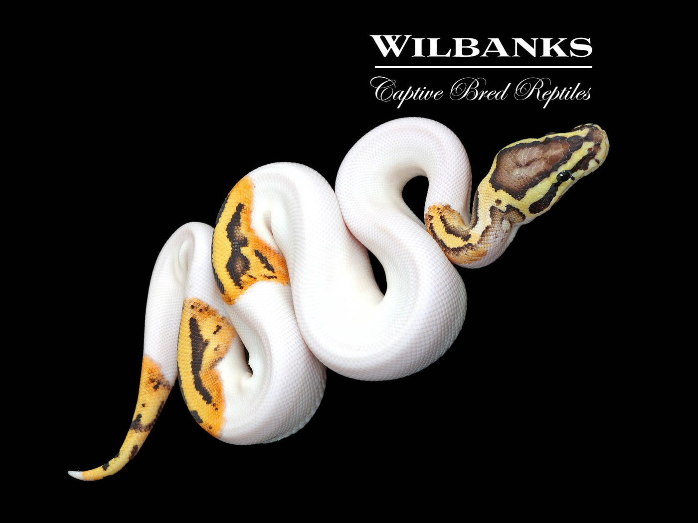FireFly Pied Ball Python ♂ '25