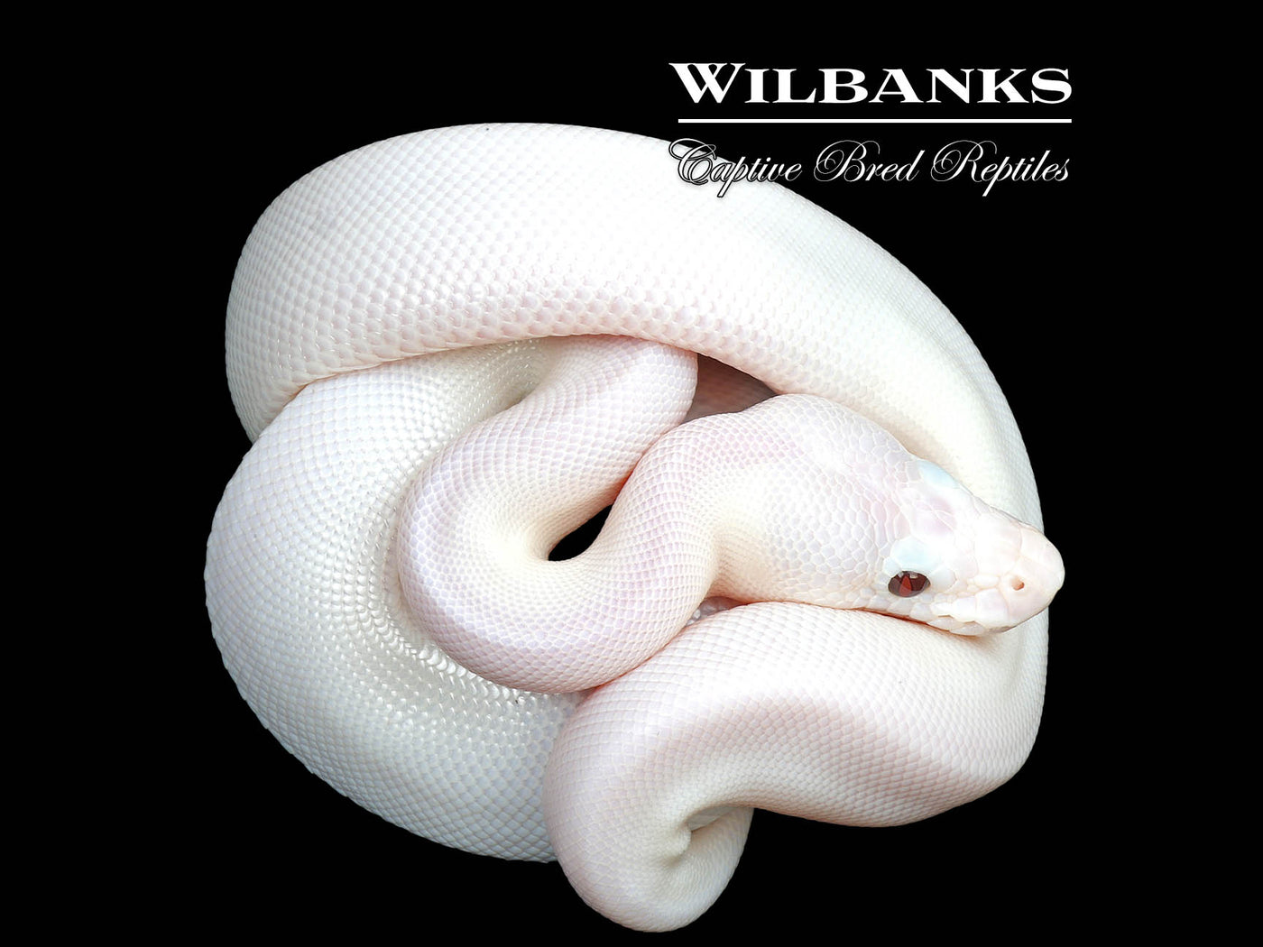 Banana White Wedding Spied Ball Python ♂ '25